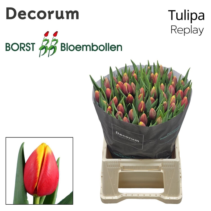 <h4>TU EN REPLAY</h4>