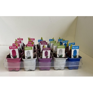 7 cm Hyacint gemengd met etiket