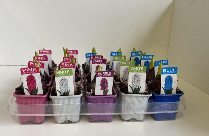 <h4>Hyacintus Orientalis mix</h4>