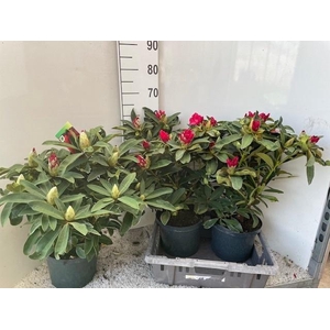 RHOD AR WILGENS RUBY