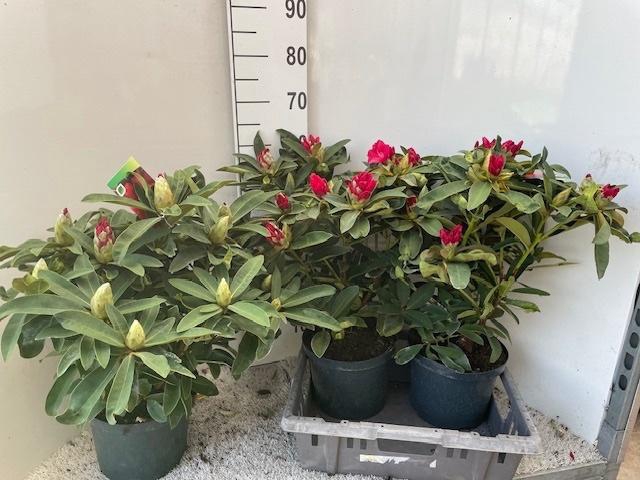 <h4>RHOD AR WILGENS RUBY</h4>