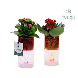 LED hartlicht planter met Kalanchoe