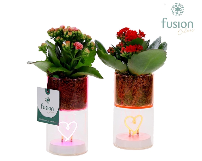 <h4>LED hartlicht planter met Kalanchoe</h4>