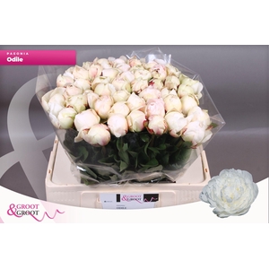 Paeonia Odile | XXL