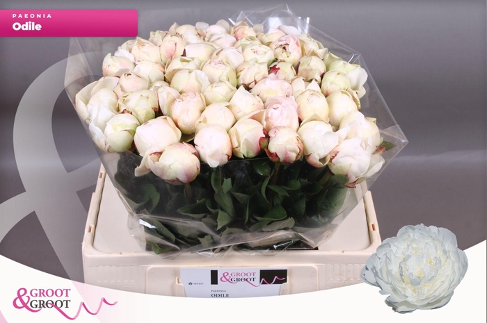 <h4>Paeonia Odile | XXL</h4>