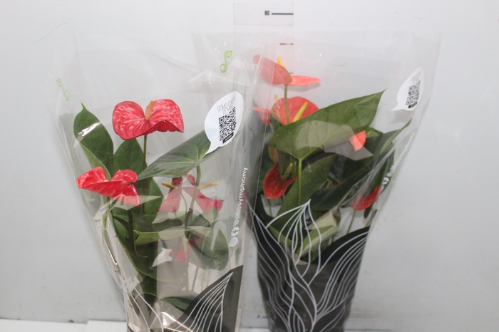 <h4>ANTHURIUM VARIADO P17 PREMIUM</h4>