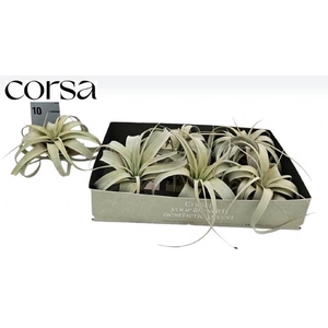 TILLANDSIA XEROGRAPH