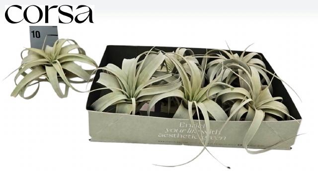 <h4>TILLANDSIA XEROGRAPH</h4>