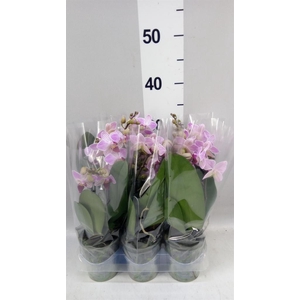 Phalaenopsis multi. 'Lili'