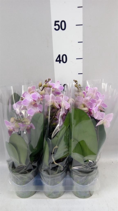 <h4>Phalaenopsis multi. 'Lili'</h4>