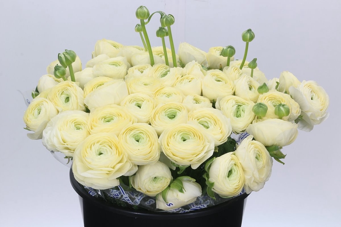 <h4>Ranunculus Clooney Comedia Super</h4>