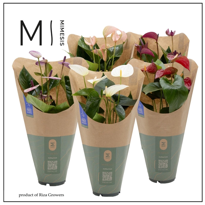 <h4>Anthurium - KARMA Various Mix | 12cm | ECO/KRAFT SLEEVE</h4>