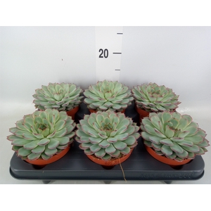 Echeveria pulidonis 'Sky Pearl'
