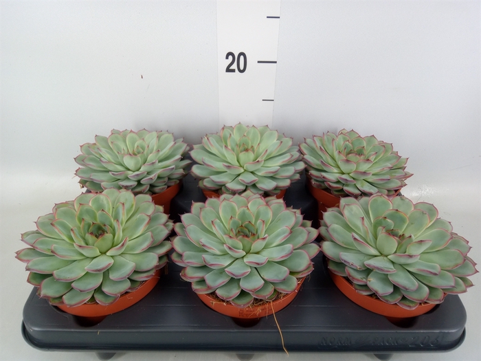 <h4>Echeveria pulidonis 'Sky Pearl'</h4>