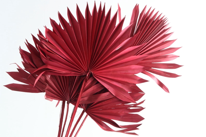 <h4>Palm Sun Bordeaux</h4>