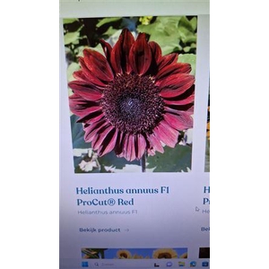 Heliant Pro Cut Red