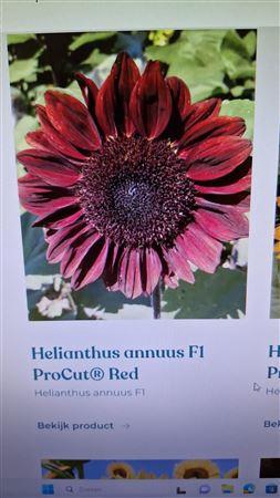 <h4>Heliant Pro Cut Red</h4>