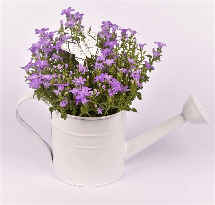 <h4>Zink gieter 13cm</h4>