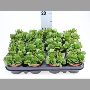 Crassula   ...
