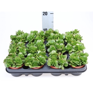 Crassula   ...