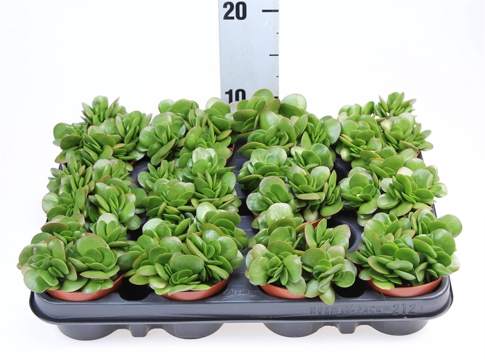 <h4>Crassula   ...</h4>