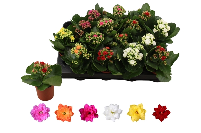 <h4>KAL GE RO GEM 6 KL</h4>