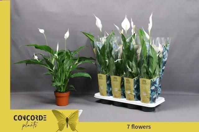 <h4>Spath Sweet Chico</h4>