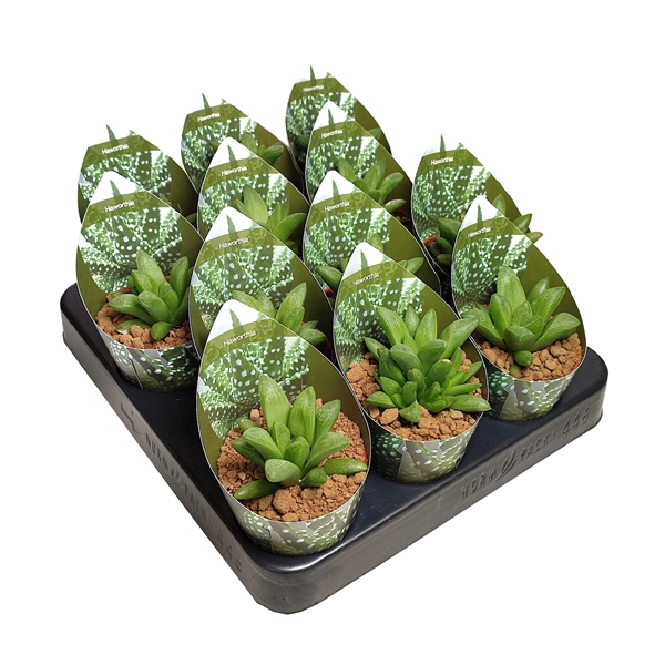 <h4>HAWORTHIA TURGIDA - POT Ø 6,5 WITH POTCOVER (SUCCULENTEN)</h4>