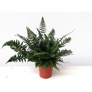 Polystichum tsussimense