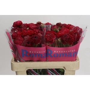 Ranunculus Romance Chaouen