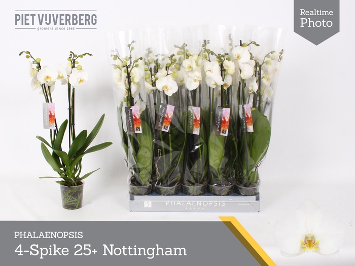 <h4>PHAL AN NOTTINGHAM</h4>