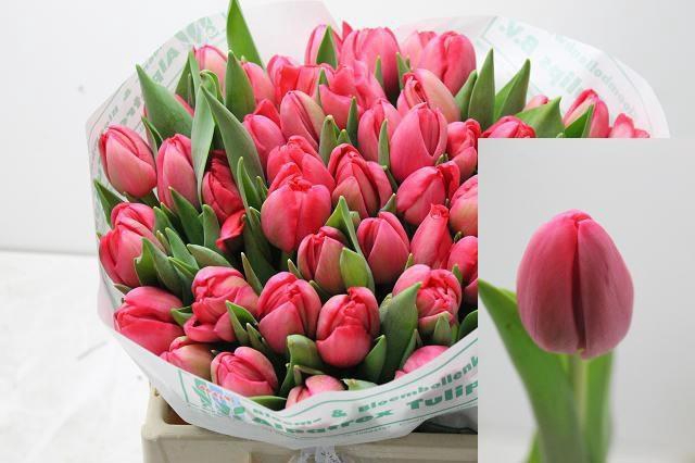 <h4>TU DU BELGRAVIA</h4>