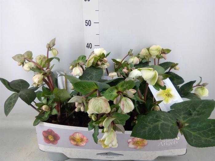 <h4>Helleborus  'Fkiss Moondance'</h4>