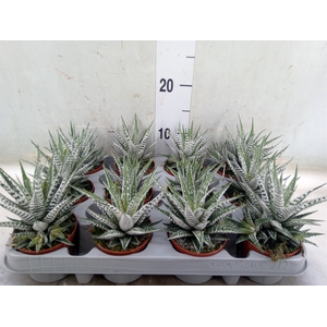Haworthia fasciala 'Alba'
