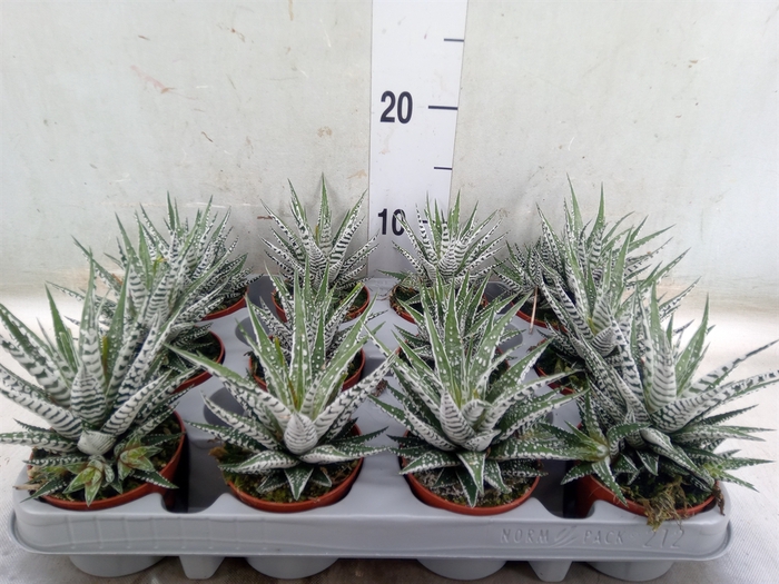<h4>Haworthia fasciala 'Alba'</h4>