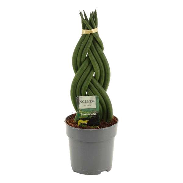 <h4>Sansevieria Cylindrica 12 cm Braid</h4>