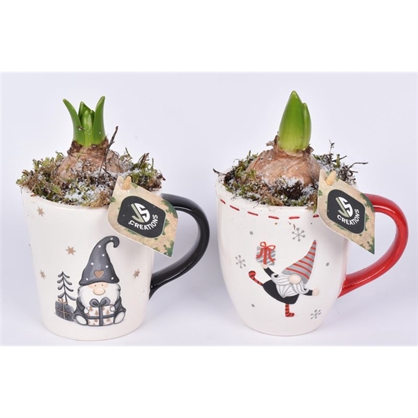 <h4>Arrangementen Hyacinthus 6%</h4>