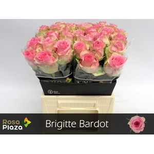 R GR BRIGITTE BARDOT