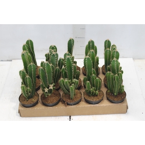 CACTUS ACANTHOCEREUS TETRAGONUS P09