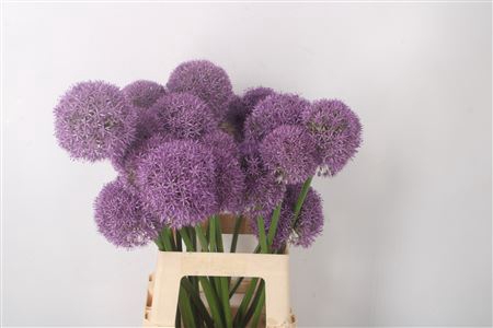 <h4>Allium Grootbloemig</h4>