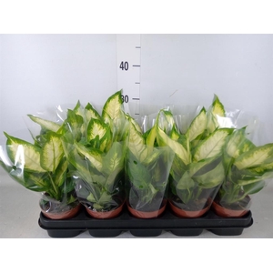 Dieffenbachia  'Camilla'