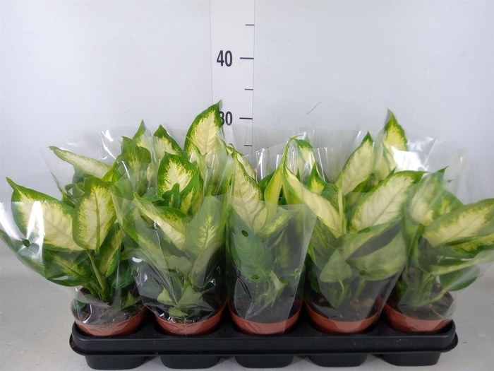 <h4>Dieffenbachia  'Camilla'</h4>