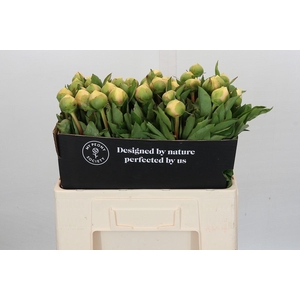 Paeonia Claire de la Lune