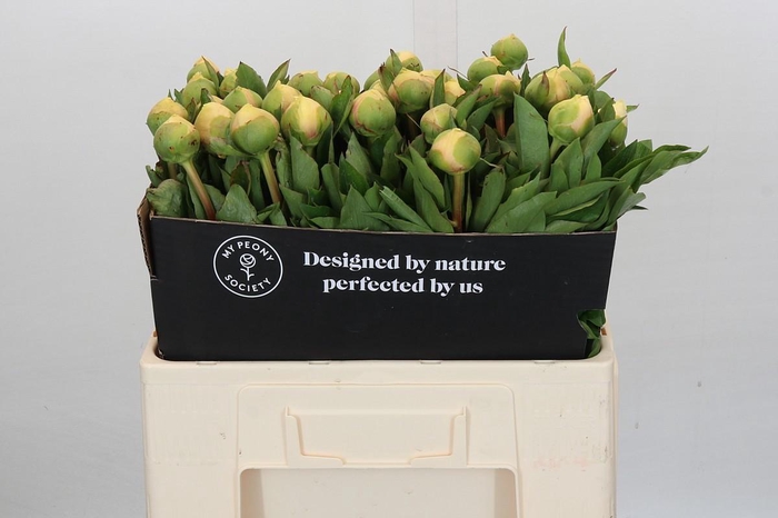 <h4>Paeonia Claire De Lune</h4>