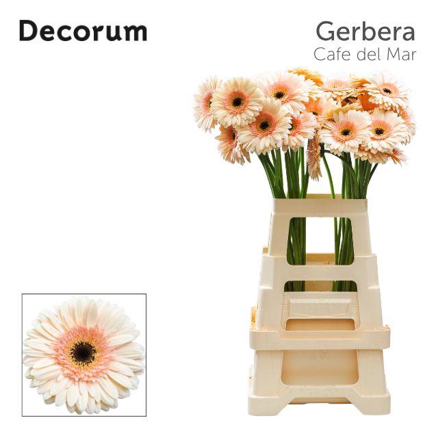 <h4>Gerbera Cafe del Mar Water x40 Lang</h4>