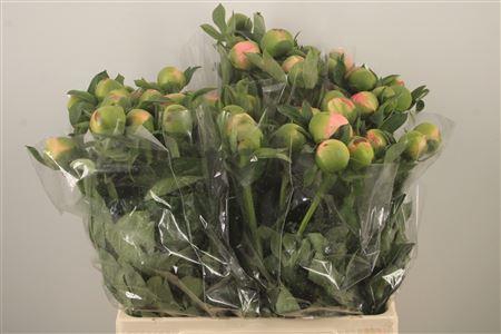 <h4>Paeo L Kingsday Extra</h4>