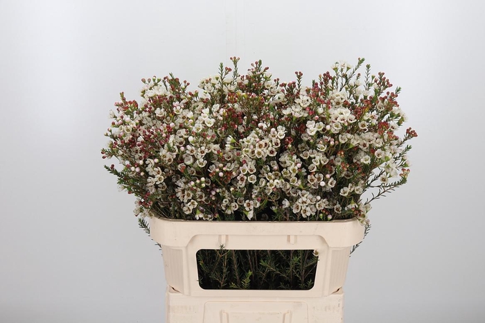 <h4>Chame Un Ella</h4>