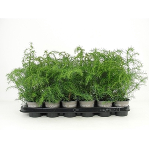 Cryptomeria Elegans Virid
