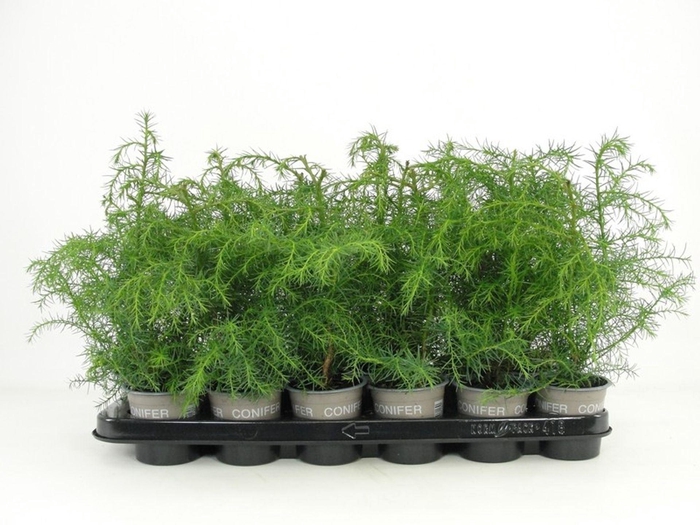 <h4>Cryptomeria Elegans Virid</h4>