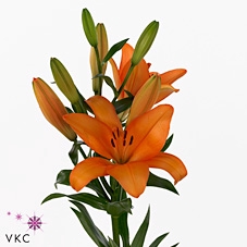 Lilium La Honesty x 10 st.